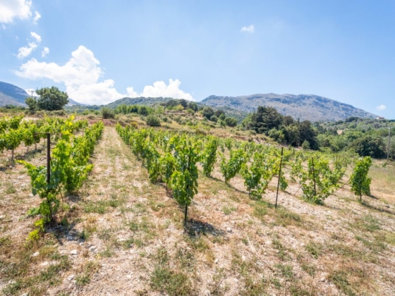 Kourkoulou Winery